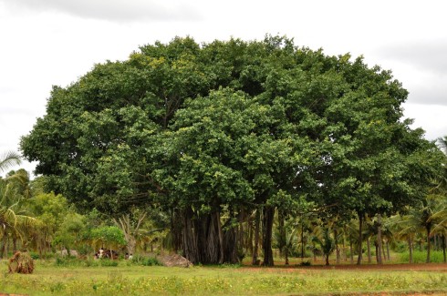 Banyan tree, Karnataka, India. Credit: T. R. Shankar Raman.